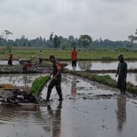 Upaya Dukung Ketahanan Pangan Wilayah, Babinsa Desa Kerjen Bantu Petani Tanam Padi