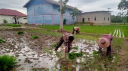 Babinsa Barabai Dampingi Petani Tanam Padi, Perkuat Swasembada Pangan Nasional