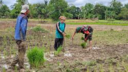 Babinsa Koramil Kelua Dampingi Petani, Tingkatkan Produktivitas Pertanian