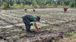 Dukung Ketahanan Pangan, Babinsa Kodim 1505 Tidore Bantu Petani Tanam Padi