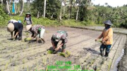 Dukung Ketahanan Pangan, Babinsa Koramil 1505-03 Maba Bantu Petani Menanam Padi
