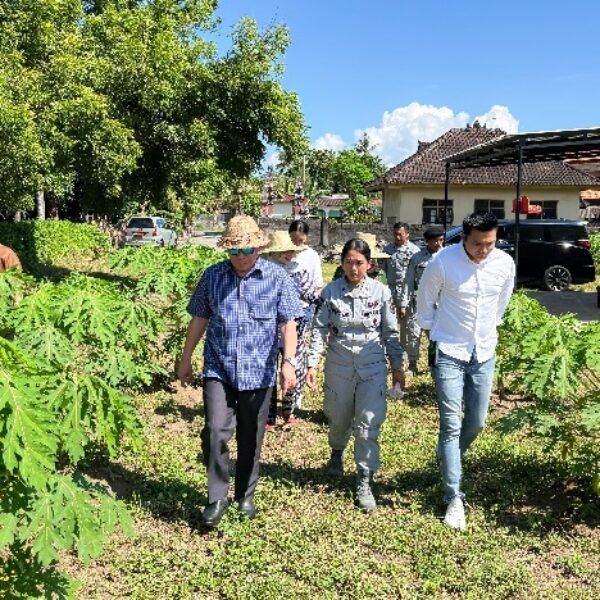 Kepala Bakamla RI Panen Kacang Tanah di Karangasem Bali
