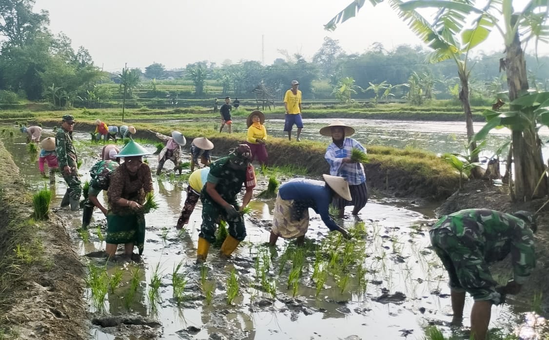 Bantu Petani Tanam Padi, Babinsa Koramil Bubulan Bojonegoro dukung Program Ketahanan Pangan