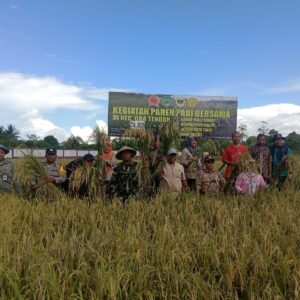 Dukung Ketahanan Pangan, Danramil 1505-05/Sofifi Hadiri Acara Panen Padi dan Penanaman Jagung