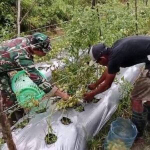 Wujudkan Ketahanan Pangan, Babinsa Mapurujaya Selalu Hadir Bantu Petani