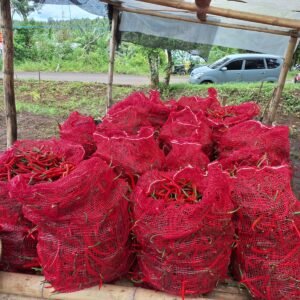 Zona Bakamla Tengah Panen Cabai 1,3 Ton dalam Program Ketahanan Pangan Nasional