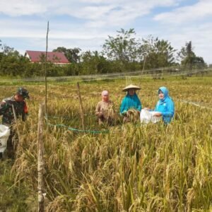 Dampingi Kegiatan Panen Padi, Babinsa Jongkang Sebut Varietas Mikongga Hasilkan 4,7 Ton Per Hektar