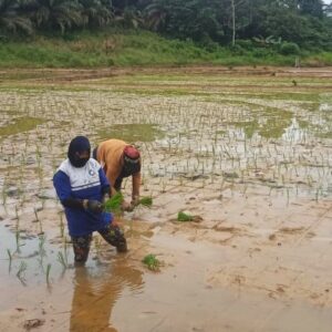 Tingkatkan Ketahanan Pangan, Babinsa Dampingi Petani dalam Penanaman Padi di Wilayah Binaan