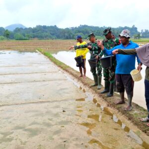 Koramil Loa Kulu Bersinergi dengan Poktan Sari Rejeki Budidayakan Padi Varietas Nutri Zinc