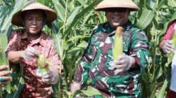 Dukung Ketahanan Pangan, Dandim 1505/Tidore Hadiri Panen Raya