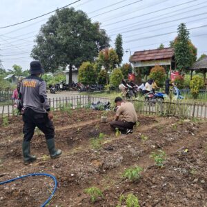 Bhabinkamtibmas Polsek Cikupa Dampingi Petani Tanam Cabai di Program Poliran