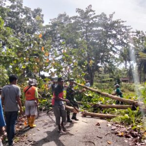 Sinergi TNI dan Warga: Babinsa Koramil 1505-02/ Wasile Gotong Royong Tebang Pohon