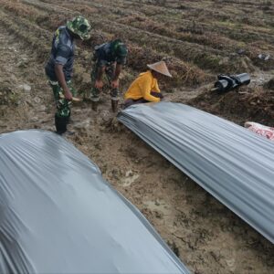 Satgas TMMD 124 Kodim 1710/Mimika Bersama Poktan Noken Naena Terus Kejar Target Penanaman Di Lokasi Pembukaan Lahan Tidur