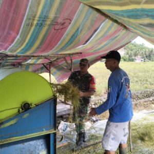 Babinsa Kodim 1505 Tidore Bantu Petani Panen Padi, Hasil Tembus 3 Ton per Hektare