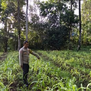 Polsek Cikupa Dukung Program Ketahanan Pangan Lewat Penanaman Jagung di Desa Pasir Jaya