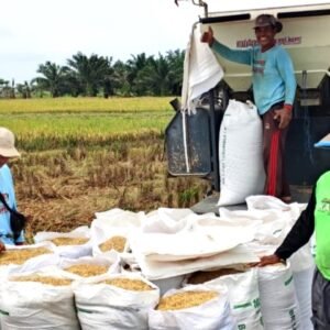 Babinsa Bersama Petani Panen Padi, Wujud Sinergitas TNI dengan Rakyat
