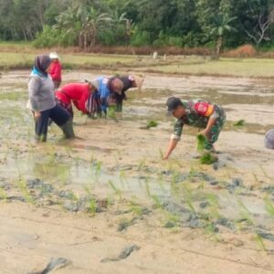 Wujudkan Ketahanan Pangan, Babinsa Terjun Langsung ke Sawah Lakukan Tanam Padi