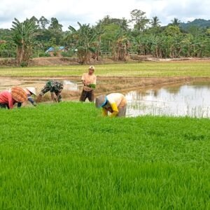 Babinsa Bersama Petani Bergotong Royong Cabut Bibit Padi untuk Musim Tanam Baru