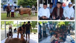 Danlantamal XIV Serahkan 4 Sapi Kurban untuk Idul Adha 1446 H