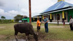 Koarmada III Bagikan Hewan Kurban untuk Warga Papua, Wujud Kepedulian TNI AL pada Iduladha 1446 H