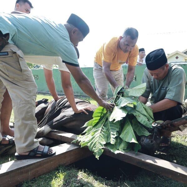 Kodim 1505 Tidore Laksanakan Penyembelihan Hewan Qurban, Salurkan Daging kepada Warga dan Prajurit
