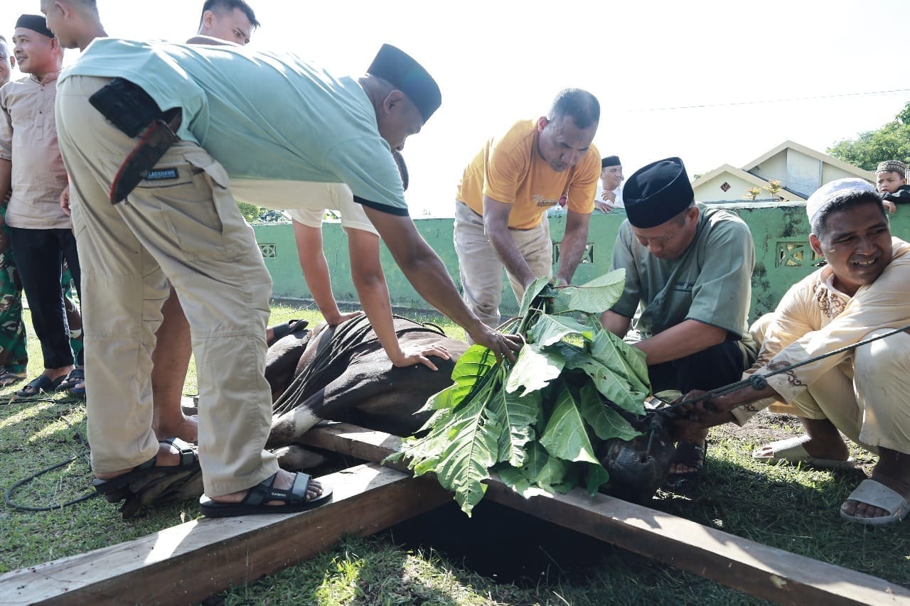 Kodim 1505 Tidore Laksanakan Penyembelihan Hewan Qurban, Salurkan Daging kepada Warga dan Prajurit