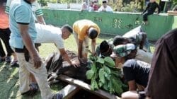 Kodim 1505 Tidore Laksanakan Penyembelihan Hewan Qurban, Salurkan Daging kepada Warga dan Prajurit