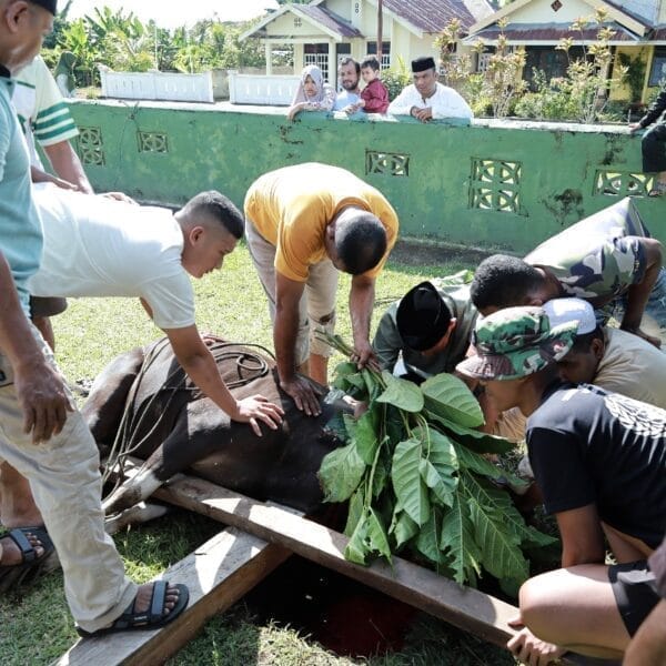 Kodim 1505 Tidore Laksanakan Penyembelihan Hewan Qurban, Salurkan Daging kepada Warga dan Prajurit