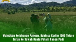 Wujudkan Ketahanan Pangan, Babinsa Kodim 1505 Tidore Turun Ke Sawah Bantu Petani Panen Padi