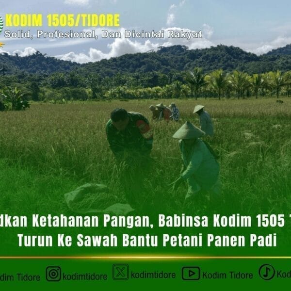 Wujudkan Ketahanan Pangan, Babinsa Kodim 1505 Tidore Turun Ke Sawah Bantu Petani Panen Padi
