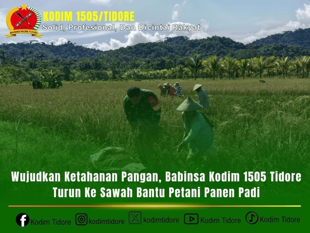 Wujudkan Ketahanan Pangan, Babinsa Kodim 1505 Tidore Turun Ke Sawah Bantu Petani Panen Padi Wujudkan Ketahanan Pangan, Babinsa Kodim 1505 Tidore Turun Ke Sawah Bantu Petani Panen Padi