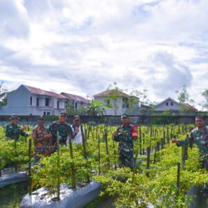 Dandim 1710/Mimika Tinjau Ketahanan Pangan Di Lahan Percontohan Petani Binaan Dandim 1710/Mimika Tinjau Ketahanan Pangan Di Lahan Percontohan Petani Binaan