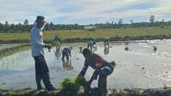 Turun ke Sawah, Babinsa Koramil 1505-03 Maba Perkuat Ketahanan Pangan di Wilayah Binaan