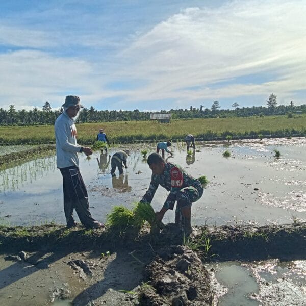 Turun ke Sawah, Babinsa Koramil 1505-03 Maba Perkuat Ketahanan Pangan di Wilayah Binaan