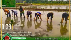Babinsa Koramil 1512-01/Weda Bantu Petani Tanam Padi Wujudkan Ketahanan Pangan