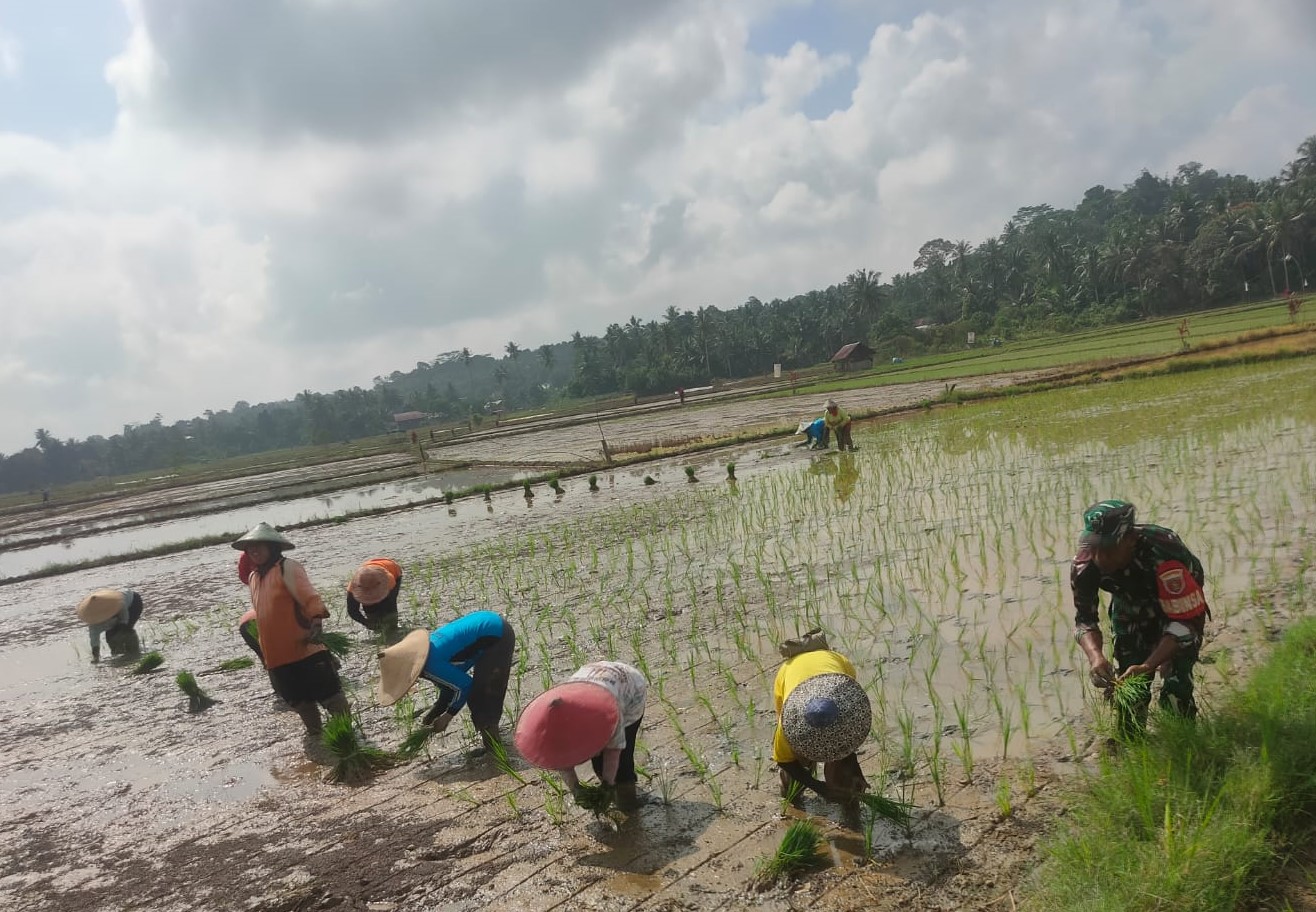 Babinsa Bersama PPL dan Petani Lakukan Penanaman Padi, Wujudkan Ketahanan Pangan Di Wilayah