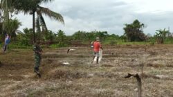 Babinsa Koramil 1710-03/Kuala Kencana Laksanakan Pendampingan Pertanian Di Wilayah Binaan