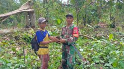 Satgas TMMD 125 Kodim 1506/Namlea Melaksanakan Tanam Bibit Pohon Keras Dengan Target 10.000 Pohon