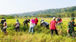 Dukung Ketahanan Pangan, Satgas TMMD 125 Bojonegoro Panen Padi Bersama Poktan
