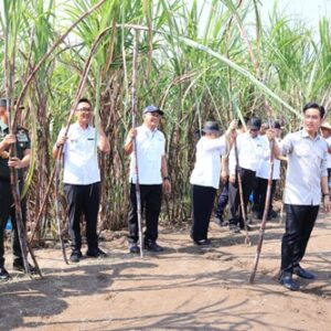 Panglima TNI Kawal Langsung Panen Tebu Untuk Swasembada Gula Nasional Panglima TNI Kawal Langsung Panen Tebu Untuk Swasembada Gula Nasional