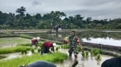 Babinsa Dukung Ketahanan Pangan, Bantu Warga Pindahkan Bibit Padi ke Lahan Tanam Babinsa Dukung Ketahanan Pangan, Bantu Warga Pindahkan Bibit Padi ke Lahan Tanam
