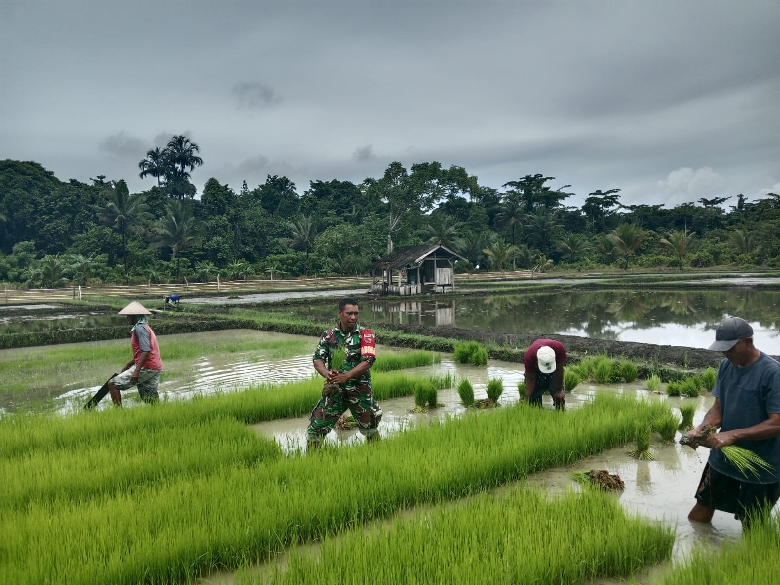 Babinsa Dukung Ketahanan Pangan, Bantu Warga Pindahkan Bibit Padi ke Lahan Tanam Babinsa Dukung Ketahanan Pangan, Bantu Warga Pindahkan Bibit Padi ke Lahan Tanam