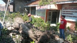 Angin Kencang Tumbangkan Pohon Mangga di Depan Kantor Bawaslu Probolinggo, Fasilitas Rusak