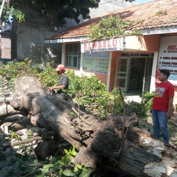 Angin Kencang Tumbangkan Pohon Mangga di Depan Kantor Bawaslu Probolinggo, Fasilitas Rusak
