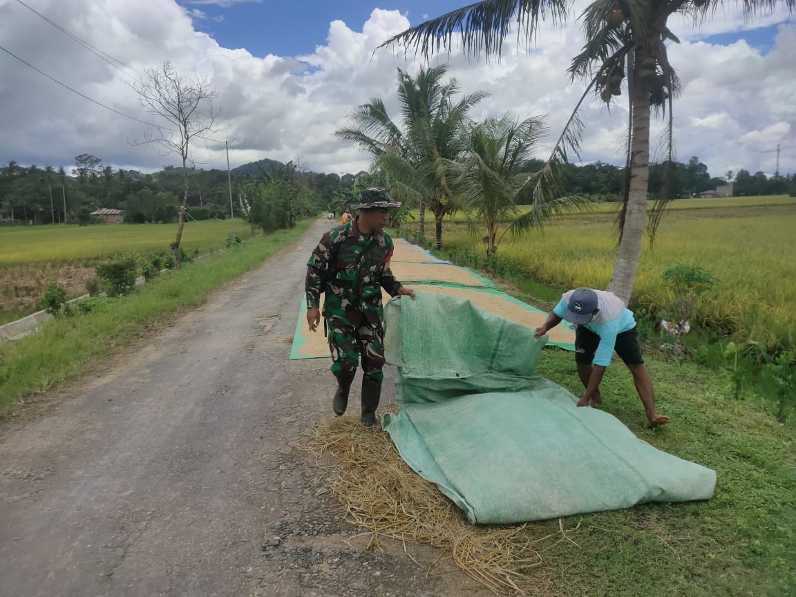 Wujudkan Ketahanan Pangan Di Wilayah, Babinsa Lakukan Pendampingan Panen Padi