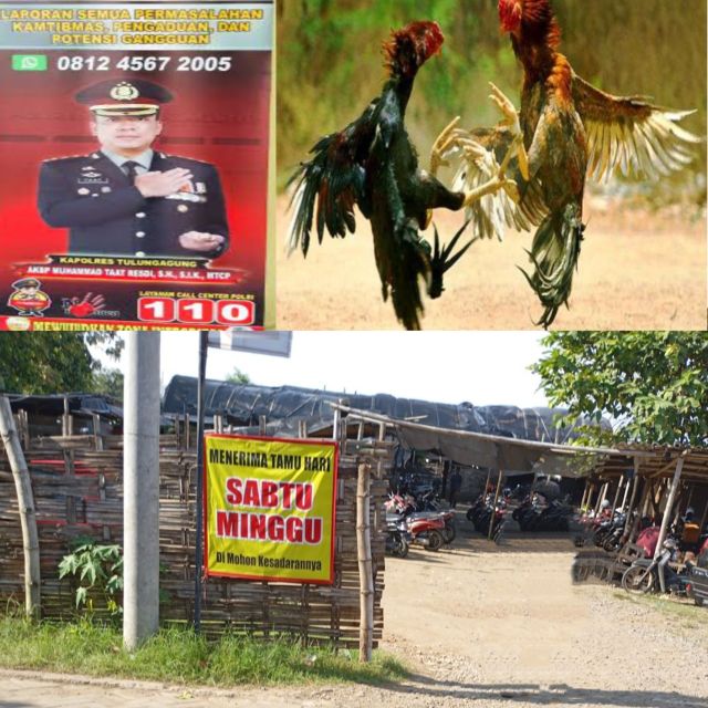 Judi Sabung Ayam Marak di Bulusari Tulungagung, Aduan Masyarakat Diabaikan, Penegakan Hukum Dipertanyakan