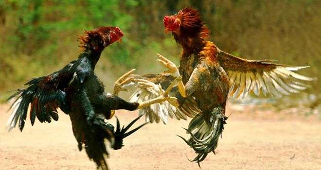 Sabung Ayam Ilegal Kembali Mengganggu Ketertiban di Banyuwangi, Warga Desak Penindakan Tegas