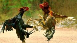 Karangsoko Memanggil: Perjudian Merajalela, Aparat Diam, Hukum Dipermainkan