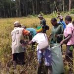 Babinsa Koramil Kuala Kencana Bantu Warga Panen Padi Gogo Untuk Dukung Ketahanan Pangan Babinsa Koramil Kuala Kencana Bantu Warga Panen Padi Gogo Untuk Dukung Ketahanan Pangan
