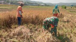 Babinsa Margomulyo Dampingi Panen Padi, Wujud Nyata Kepedulian TNI terhadap Ketahanan Pangan